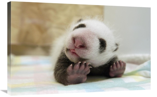 Global Gallery GCS-395887-2436-142 24 x 36 in. Giant Panda Baby Stretc