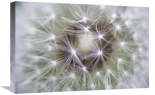 Global Gallery GCS-398494-1624-142 16 x 24 in. Dandelion Seed Head Sho