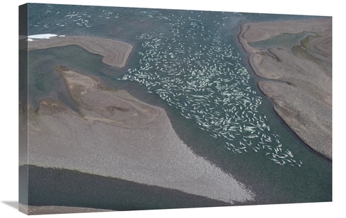 Global Gallery GCS-450725-2030-142 20 x 30 in. Beluga Whale, Hundr