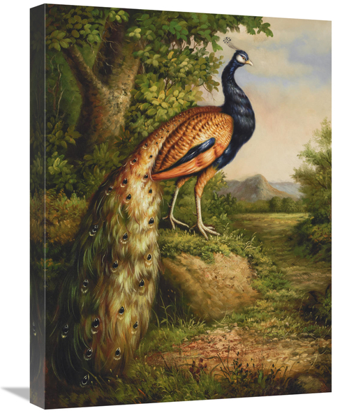 Global Gallery GCS-132590-1824-142 18 x 24 in. Classic Peacock Art Pri