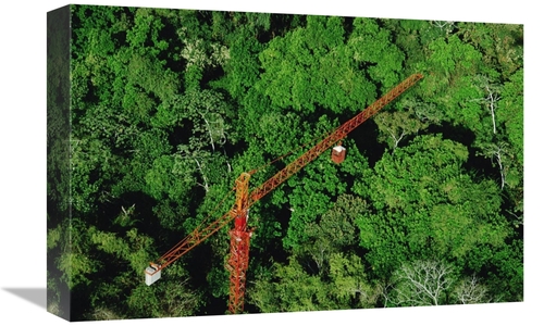 Global Gallery GCS-450706-1218-142 12 x 18 in. Rainforest Canopy Resea