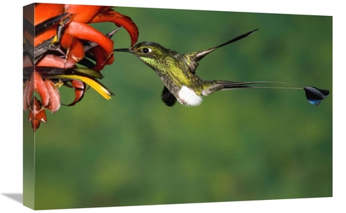 Global Gallery GCS-398314-1624-142 16 x 24 in. Booted Racket-Tail Humm