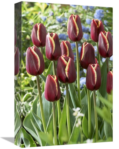 Global Gallery GCS-398346-1218-142 12 x 18 in. Tulip Key West Variety 