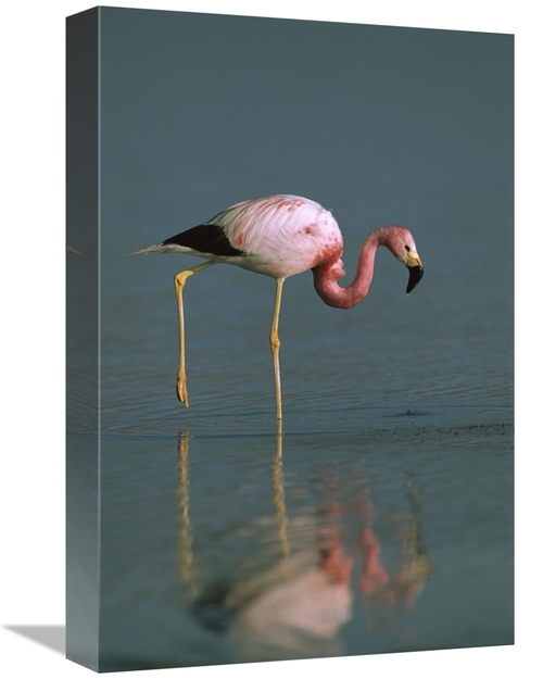 Global Gallery GCS-397888-1218-142 12 x 18 in. Andean Flamingo Wading&