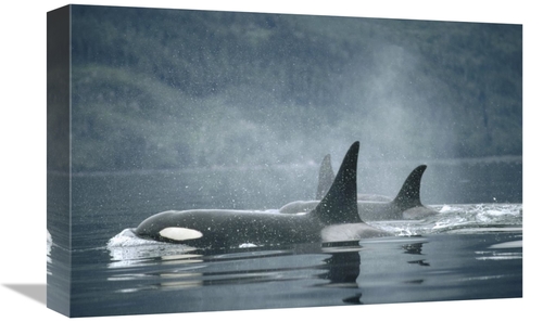 Global Gallery GCS-397850-1218-142 12 x 18 in. Orca Group Surfacing