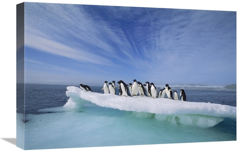 Global Gallery GCS-395662-1624-142 16 x 24 in. Adelie Penguin Group Cr