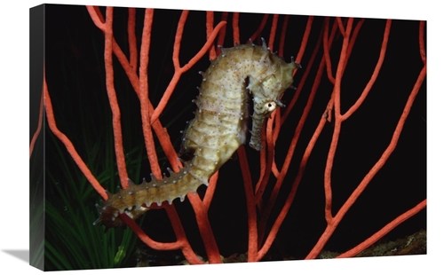 Global Gallery GCS-450615-1624-142 16 x 24 in. Seahorse on Coral, 