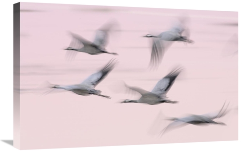 Global Gallery GCS-395687-2030-142 20 x 30 in. Common Cranes in Flight