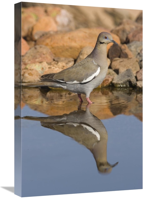 Global Gallery GCS-453336-1624-142 16 x 24 in. White-Winged Dove Wadin