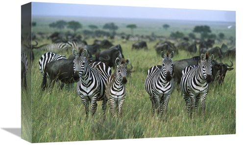 Global Gallery GCS-452550-1218-142 12 x 18 in. Burchells Zebras & Wild