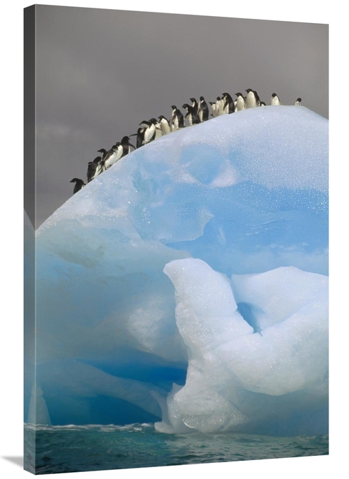 Global Gallery GCS-451093-2436-142 24 x 36 in. Adelie Penguin Group on