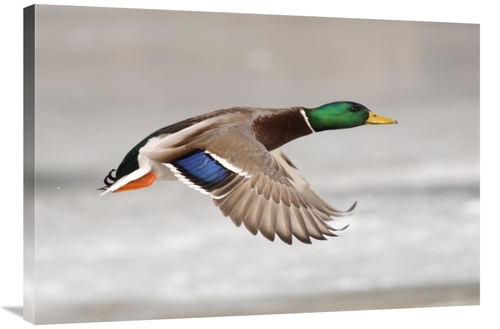 Global Gallery GCS-397334-2436-142 24 x 36 in. Mallard Male Flying&#44