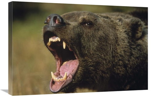 Global Gallery GCS-396046-2030-142 20 x 30 in. Grizzly Bear Calling&#4