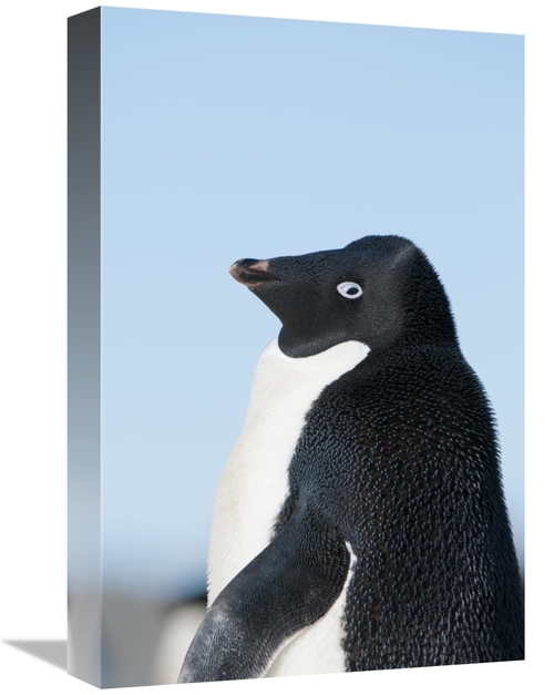 12 x 18 in. Adelie Penguin, Prydz Bay, Eastern Antarctica Art 