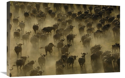 Global Gallery GCS-453265-2030-142 20 x 30 in. Cape Buffalo Herd Stamp