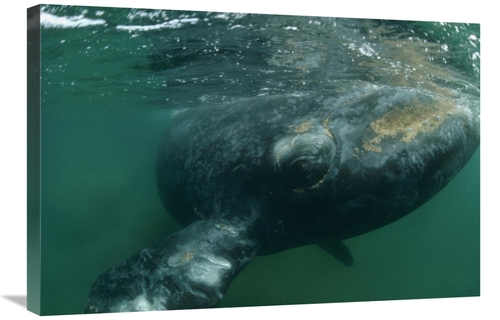 Global Gallery GCS-450651-2030-142 20 x 30 in. Southern Right Whale Cl