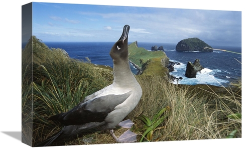 Global Gallery GCS-451601-1218-142 12 x 18 in. Light-Mantled Albatross