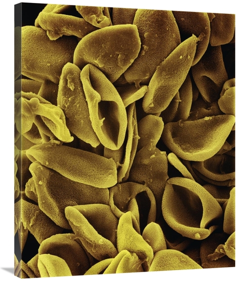 Global Gallery GCS-397622-2835-142 28 x 35 in. Daffodil - Narcissus Sp