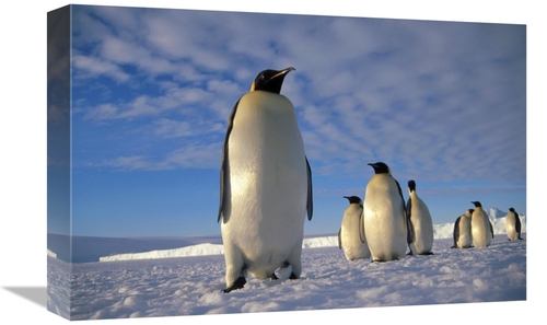 Global Gallery GCS-395626-1218-142 12 x 18 in. Emperor Penguin Group&#