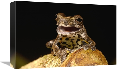 Global Gallery GCS-453191-1218-142 12 x 18 in. Marbled Tree Frog Portr