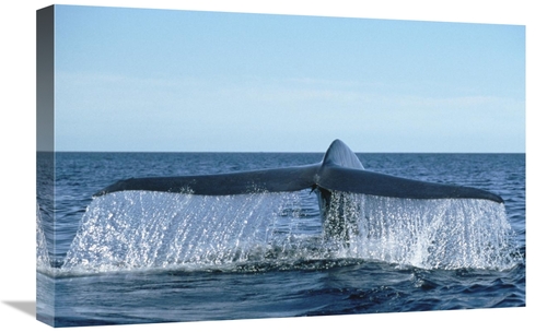 Global Gallery GCS-451104-1624-142 16 x 24 in. Blue Whale Tail, Se