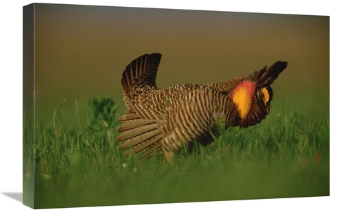 Global Gallery GCS-396749-1624-142 16 x 24 in. Greater Prairie Chicken