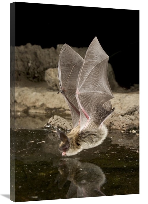 Global Gallery GCS-395698-2436-142 24 x 36 in. Western Long-Eared Myot