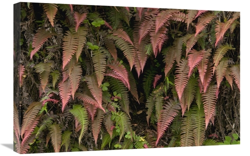Global Gallery GCS-395562-2030-142 20 x 30 in. Young Ferns in Temperat