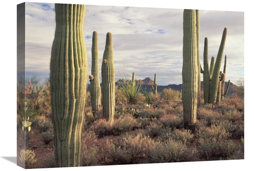 Global Gallery GCS-396456-1824-142 18 x 24 in. Safford Peak & Saguaro 