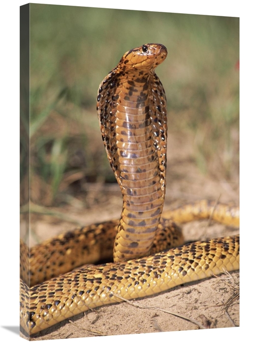 Global Gallery GCS-397247-2030-142 20 x 30 in. Cape Cobra Speckled Mor