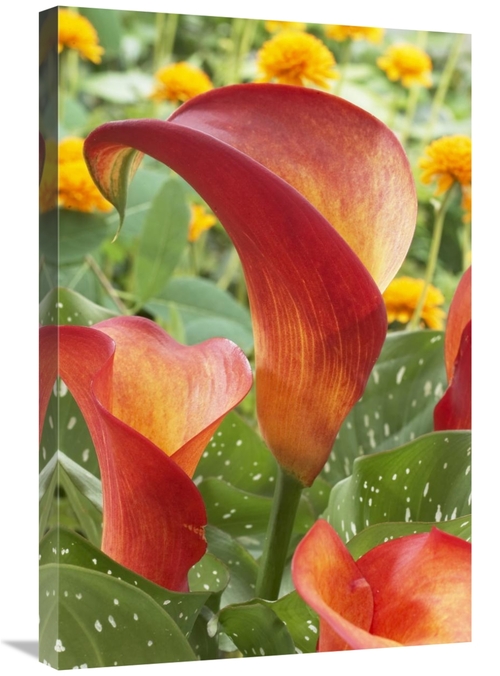 Global Gallery GCS-398394-2030-142 20 x 30 in. Calla Lily Captain Safa