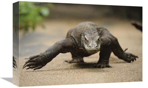 Global Gallery GCS-397548-1218-142 12 x 18 in. Komodo Dragon Walking&#