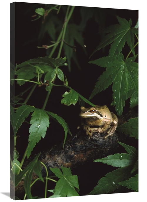 Global Gallery GCS-452731-2436-142 24 x 36 in. Pacific Tree Frog, 