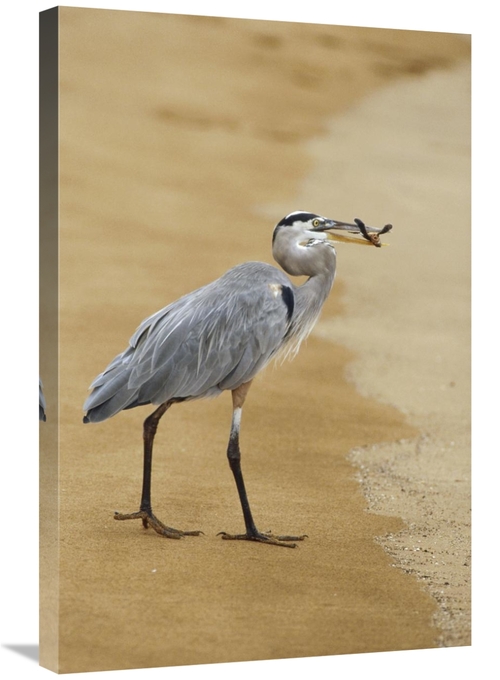 Global Gallery GCS-452309-2030-142 20 x 30 in. Great Blue Heron Eating