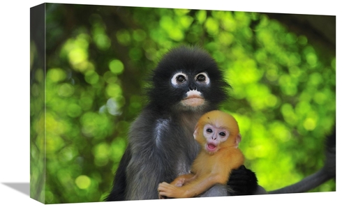 Global Gallery GCS-397660-1218-142 12 x 18 in. Dusky Leaf Monkey Mothe