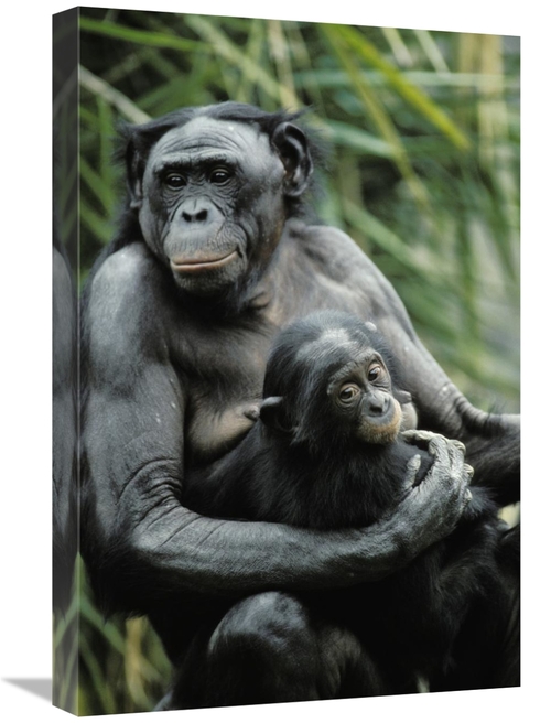 Global Gallery GCS-452701-1624-142 16 x 24 in. Bonobo Mother & Baby