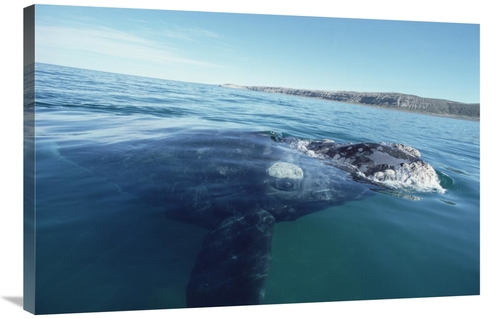 Global Gallery GCS-450647-2436-142 24 x 36 in. Southern Right Whale At