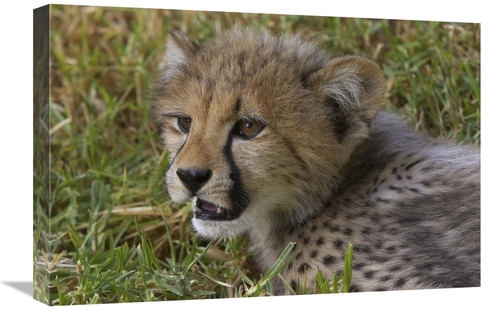 Global Gallery GCS-450859-1624-142 16 x 24 in. Cheetah Cub Portrait&#4