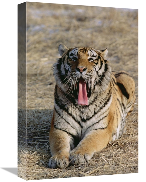Global Gallery GCS-452428-1218-142 12 x 18 in. Siberian Tiger Yawning&