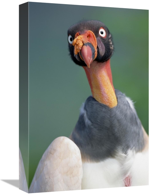 Global Gallery GCS-451531-1218-142 12 x 18 in. King Vulture, Cerro