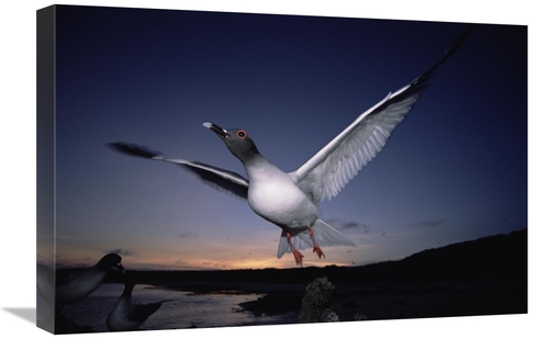 Global Gallery GCS-451514-1624-142 16 x 24 in. Swallow-Tailed Gull Dep