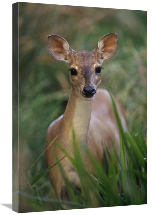 Global Gallery GCS-397692-2030-142 20 x 30 in. Marsh or Swamp Deer Por