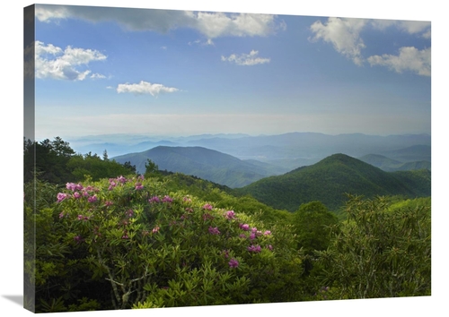 Global Gallery GCS-397006-2432-142 24 x 32 in. Rhododendron Tree Flowe