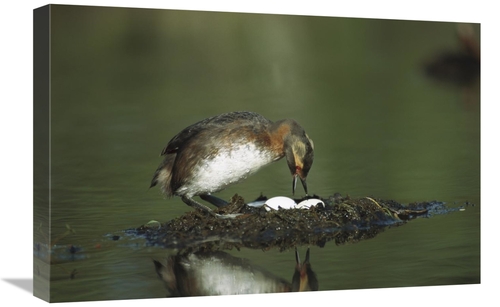 Global Gallery GCS-451895-1624-142 16 x 24 in. Horned Grebe Adult on F