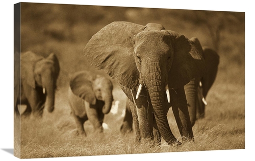 Global Gallery GCS-453711-2030-142 20 x 30 in. African Elephant Group&