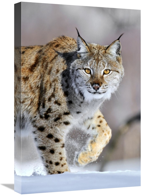 Global Gallery GCS-395686-1624-142 16 x 24 in. Eurasian Lynx Walking T