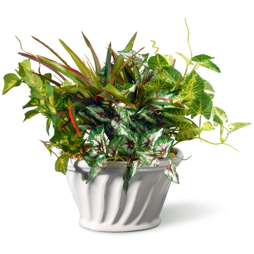 11 in. Table Plant in Ceramic Pot