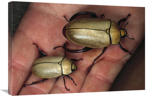 Global Gallery GCS-450962-2030-142 20 x 30 in. Fungus Weevil Pair,