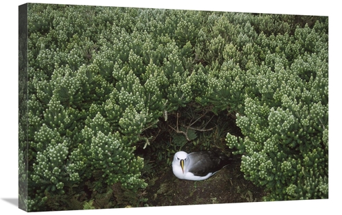 Global Gallery GCS-451790-2030-142 20 x 30 in. Yellow-Nosed Albatross 