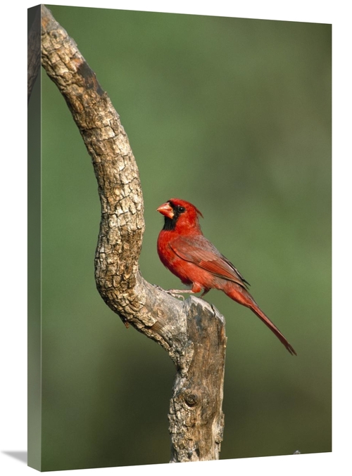 Global Gallery GCS-453288-2030-142 20 x 30 in. Northern Cardinal Male 